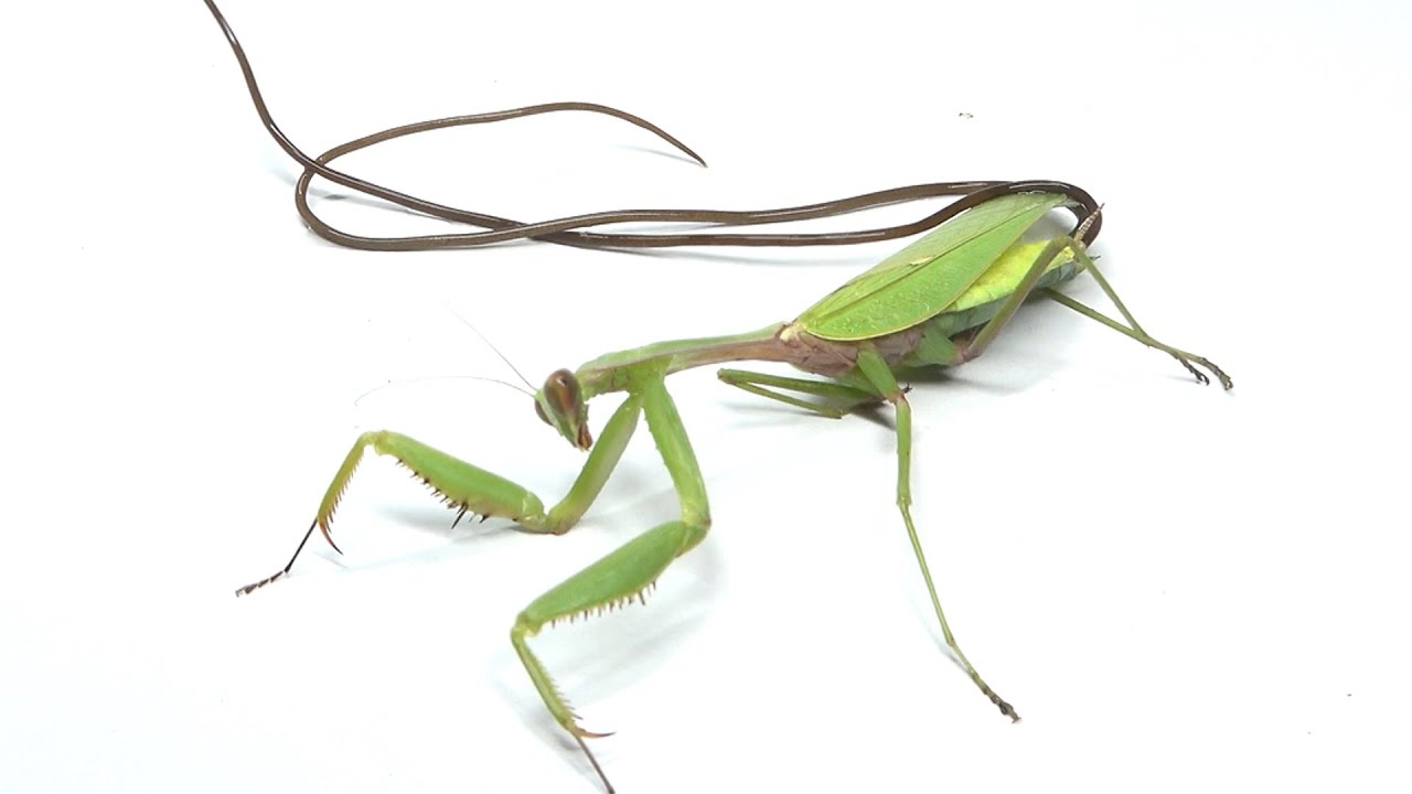 Invasive praying mantis dies after being parasitized by a wireworm