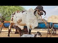👌Super Lildi Gir Cow || Female Calf Bhi Lildi || 14 Ltr || 9511592301