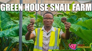 Greenhouse Agriculture in Ghana | Why it is profitable to start a snail farm in 2024.