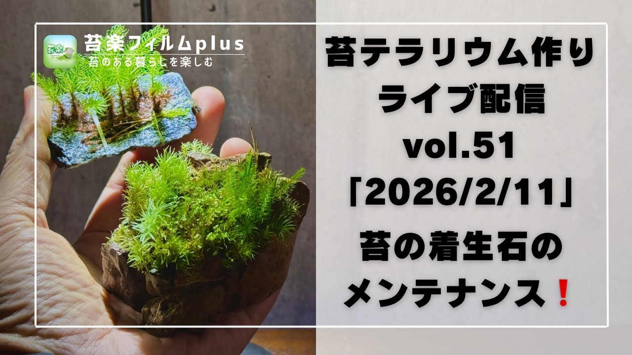 Maintenance of moss-covered rocks❗️] Moss terrarium making Live
