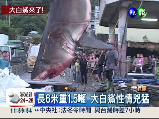 長6米重1.5噸! 宜蘭出現大白鯊| 華視新聞20121028 - YouTube