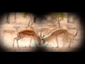 عريب   بوظبي   الكليب الجديد