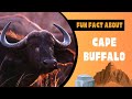 Wonders of the Savannah: Unveiling the Mysteries of the Cape Buffalo