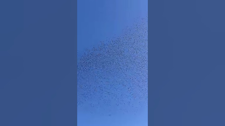 Se faire chier dessus par un banc d'oiseaux