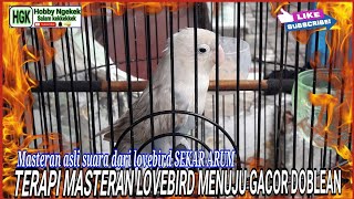 Download Lagu TERAPI AUDIO MASTERAN LOVEBIRD MENUJU GACOR MINOR DOBELAN