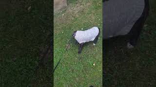 Ak Staffy Puppy Gloria Having Her First Walk She Did Amazing