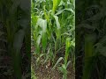 "¡El Maíz Ha crecido! Descubre su Proceso de Crecimiento" #milpa