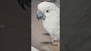 인생이 지루하면 앵무새를 키우세요 #parrot #cockatoos #birds