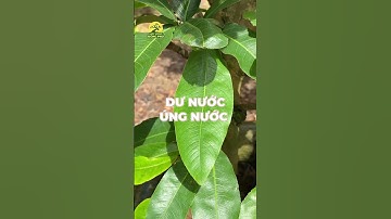 TẠI SAO THỜI ĐIỂM HIỆN TẠI MAI VÀNG BỊ VÀNG LÁ GÂN XANH?