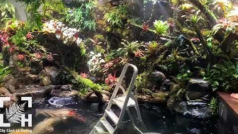 Chăm sóc bảo dưỡng hồ koi kết hợp bán cạn tại Lào Cai - Cách chăm sóc hồ koi bán cạn tại Lào Cai