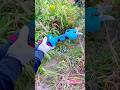 Effortless Garden Pruning with a Modern Battery Powered Cutting Tool #shorts