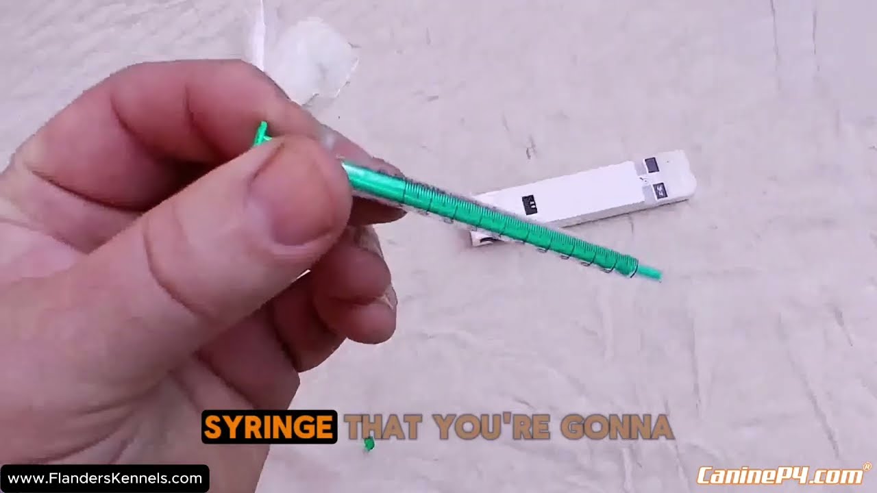 Как определить, фертилен ли ваш кобель | Демонстрация анализа спермы Petcount