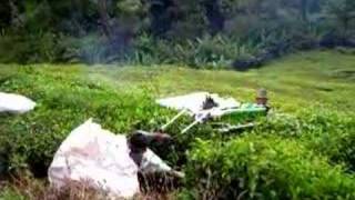 Tea Harvesting in Boh Plantation, Cameron Highlands