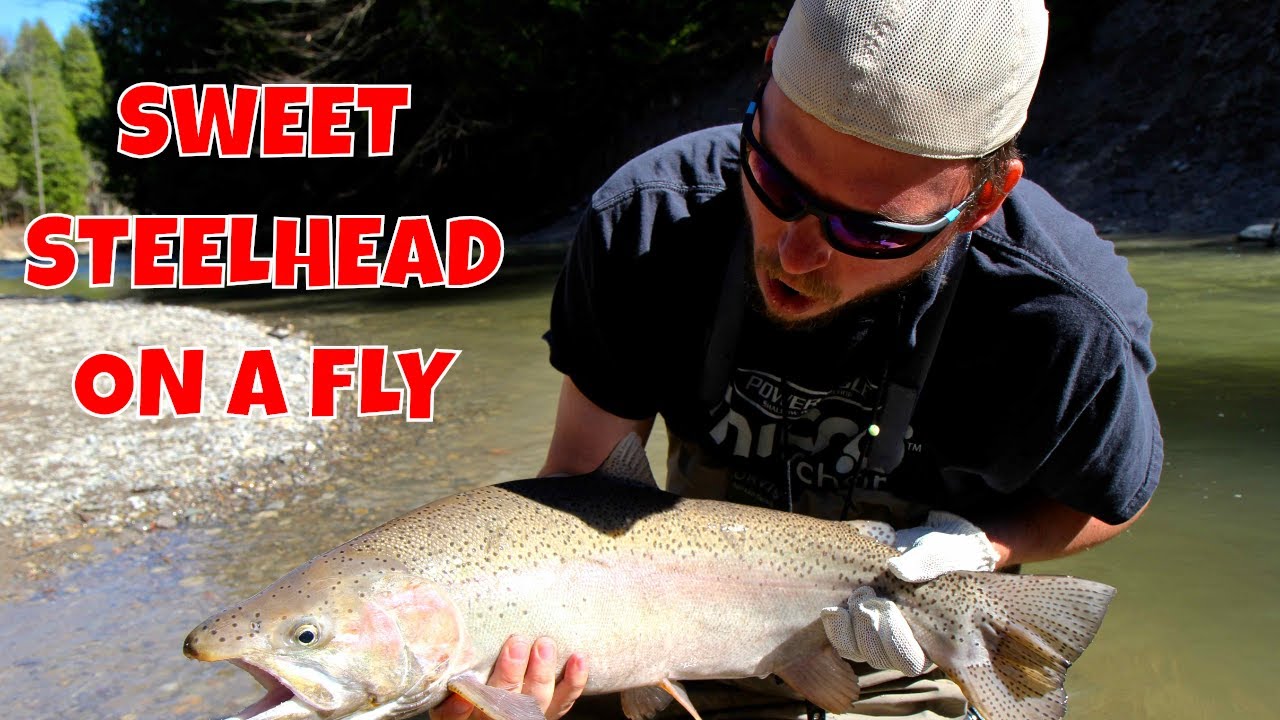 Nottawasga Steelhead | Ontario