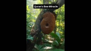 The Qur’an speaks about bees in Surah An-Nahl (16:68–69) #surahannahl