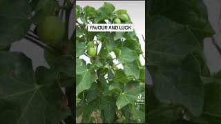 Favour And Luck #foryou #fypシ #foryoupage #spirituality #herbs #nigeria #trending #viral