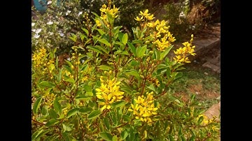 Comio S1 Lite Camera Samples