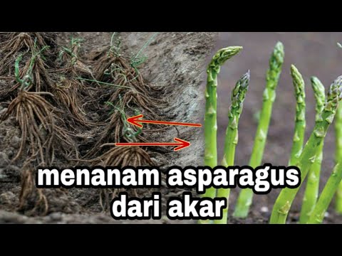 Cara Menanam Asparagus Dari Akar 