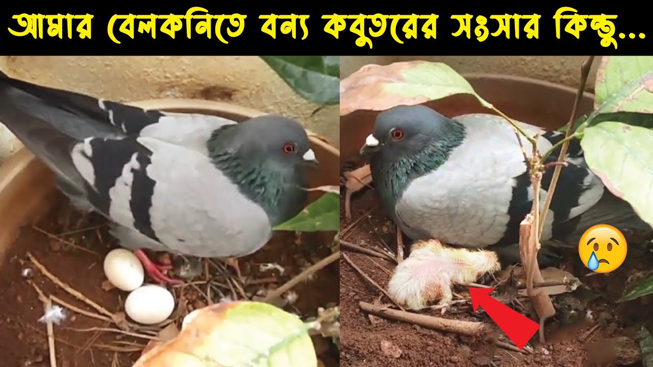 অসহায় এক কবুতর দম্পতির জীবন কাহিনী পাখির গল্প ১৭ The Life Cycle