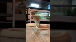 Suphan monocle cobra!!