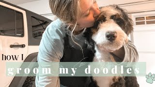 HOW I GROOM MY DOODLES | at home