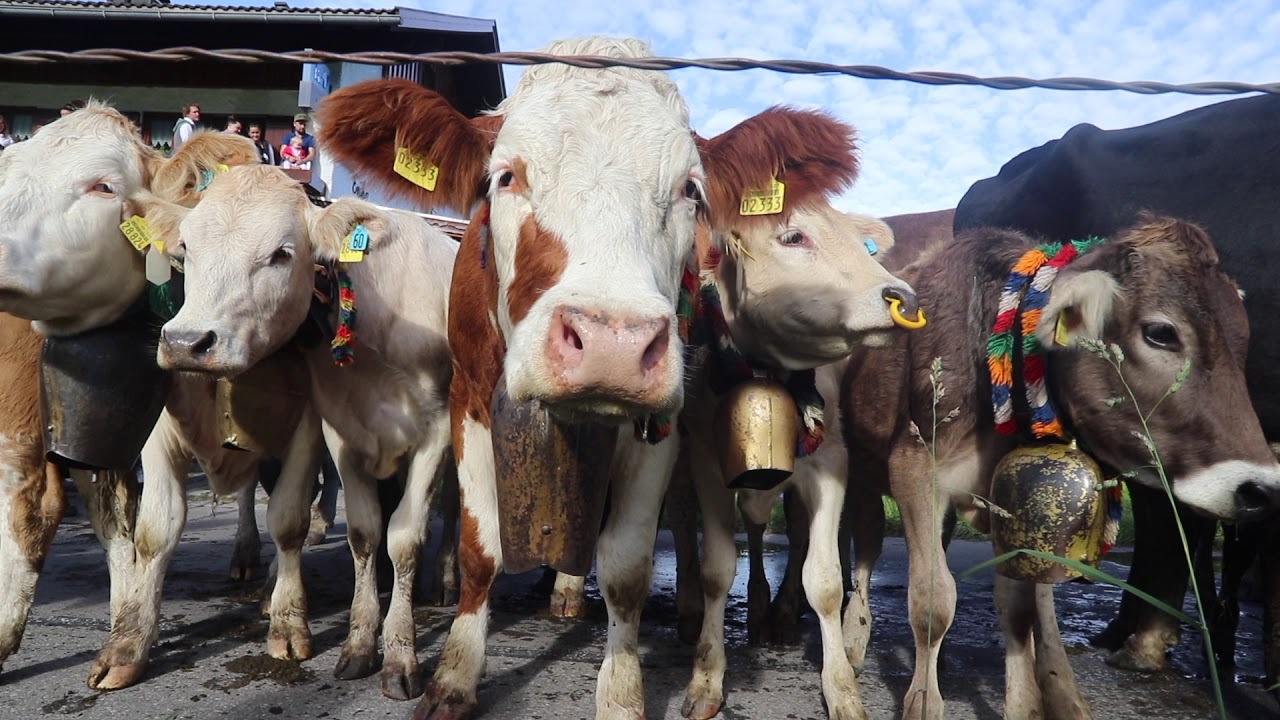 Viehscheid in Schöllang 2019