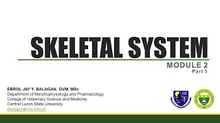 Skeletal System (Part 5)- Bones of the pelvic limb