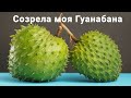 Экзотический фрукт Гуанабана (Саусеп/Аннона/Сметанное яблоко) Tropical fruit Guanabana. Доминикана