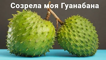 #Экзотический фрукт Гуанабана (Саусеп/Аннона/Сметанное яблоко) Tropical fruit Guanabana. #Доминикана