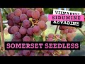 Viinapuu kevadine sidumine somerset seedless  roheline maja