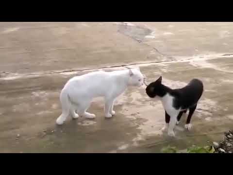 Video: Apakah kucing HESI?