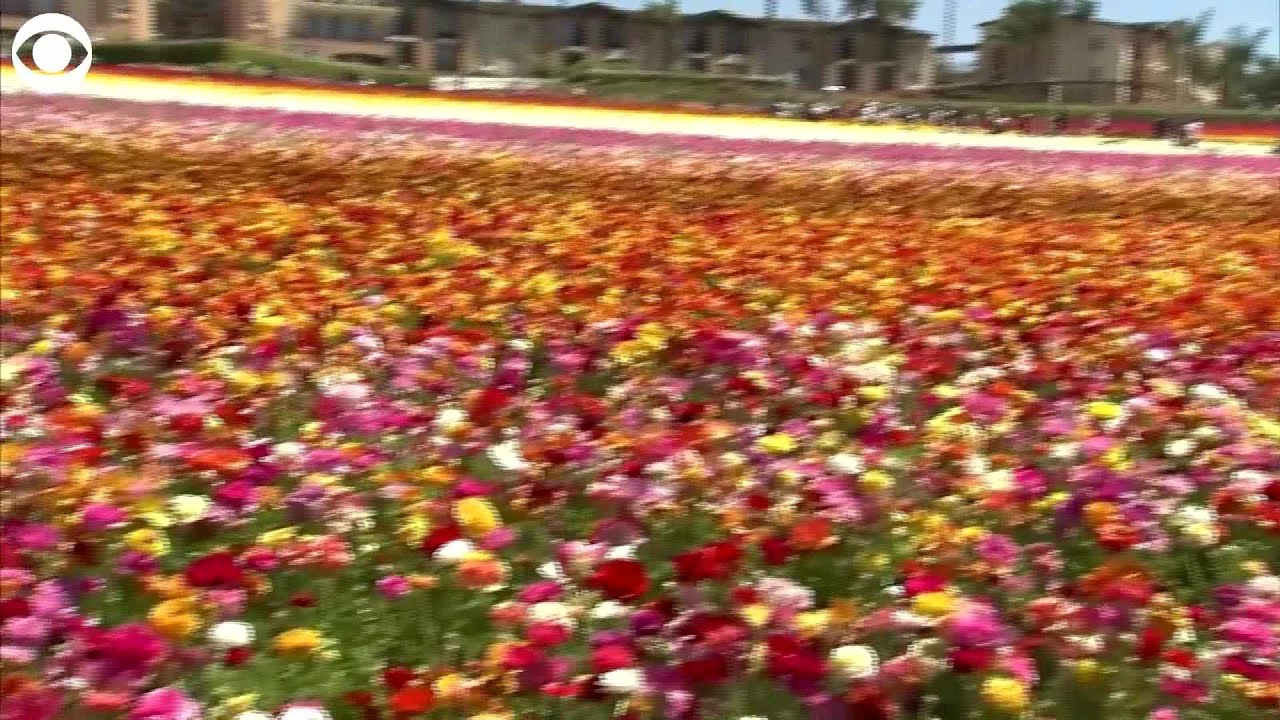 WEB EXTRA: Tens Of Millions Of Flowers In Bloom In California