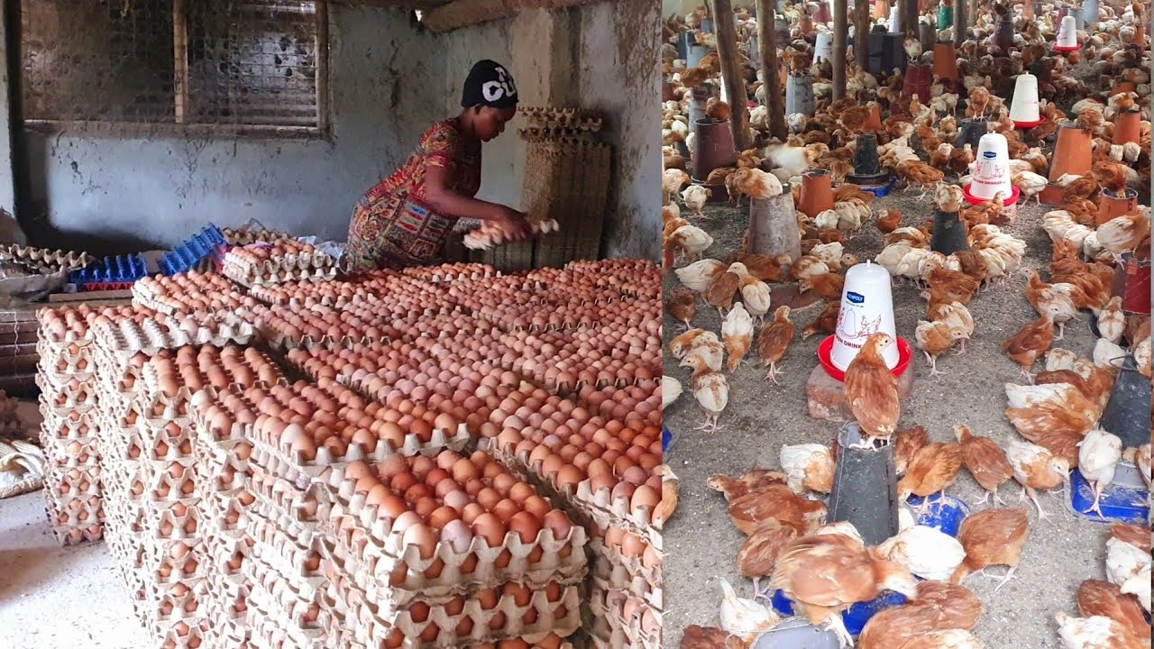 How to raise healthy chicken for better egg production & meat-chicken ...