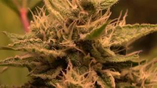 Organic Growing with  Grow 420 TV