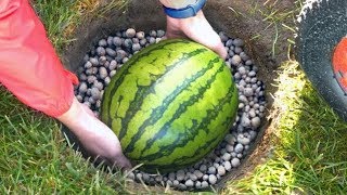 HOW TO KEEP A WATERMELON TILL THE NEW YEAR! SECOND EXPERIMENT