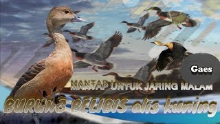 (COVER Mantap untuk jaring malam gaes) SUARA BURUNG BELIBIS ALIS KUNING