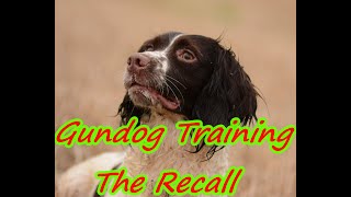 Gundog Training...The Recall