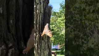 Aggressive PanHandling Food Seeking Squirrel @ Gypsy Hill Park | Staunton, Virginia