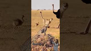 Tidak MENYANGKA Malah kena TENDANG Induk nya #animals #cheetah #burungunta #shorts