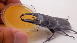I Rescued A Dying Beetle And Became Friends With It by Petit World 3,758 views 7 months ago 7 minutes, 15 seconds