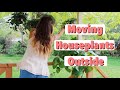 Moving Houseplants Outdoors for Summer! | How To Move Indoor Plants Outdoors!