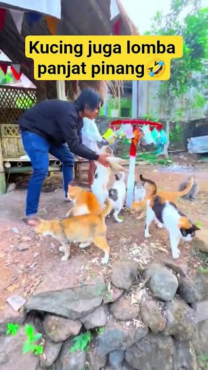 kucing ikutan lomba panjat pinang #lomba17an #lombaagustusan #kucinglucu #17agustus