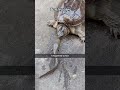 Turtle Core 🐢🐢🥠Funny Funnyanimal Animals Turtlewatching Cute Animaljoke Turtle Core 🐢🐢🥠Funny Funnyanimal Animals Turtlewatching Cute Animaljoke