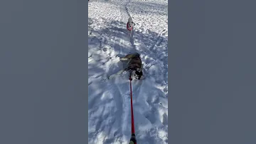 Owner Drags Dog Through Snow As He Refuses To Walk Back Home 1176653 