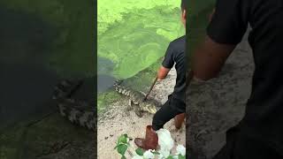 Catching Crocodiles is not Easy