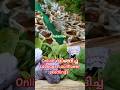 online vegetable seedlings #gardeningvideos #youtubeshorts #kerala