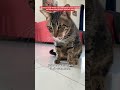#catvideos #cat #cuteanimal #pets #cutecat #cutepet #catcute #pet #shorts