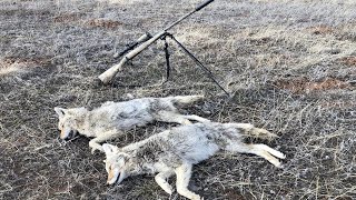 15 COYOTES IN THREE DAYS! | Calling Coyotes During Calving Season! PT I by OutDoors 406 2,136 views 4 years ago 17 minutes