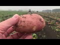 Картофель в города России. Цены на картофель Урожай 2021