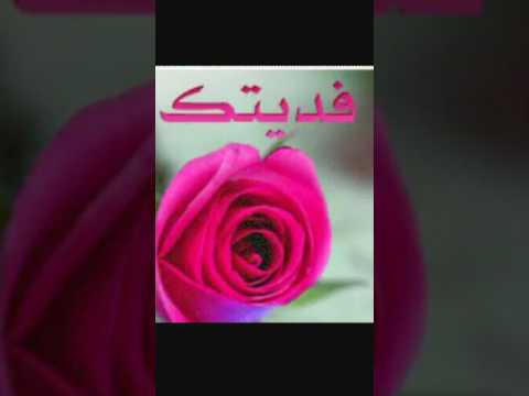 شيلة بفديك دامك تفداني